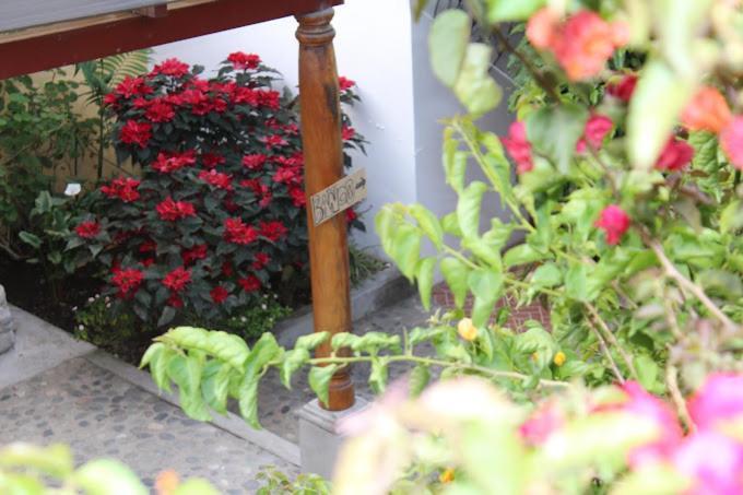 Casa Buho Bed & Breakfast *